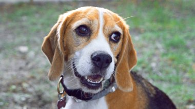 Beagle köpek
