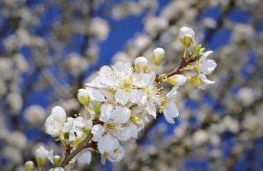meyve ağacı çiçeği yakın çekim