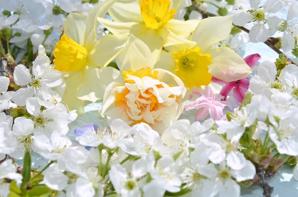 Achtergrond met witte lente bloeiende takken van bomen — Stockfoto