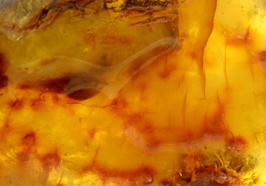 Baltık amber, reçine kesimleri