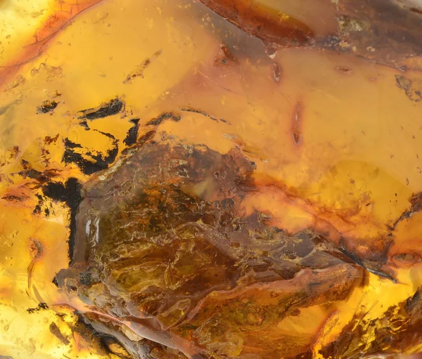 Baltic amber, resin segments — Stock Photo, Image