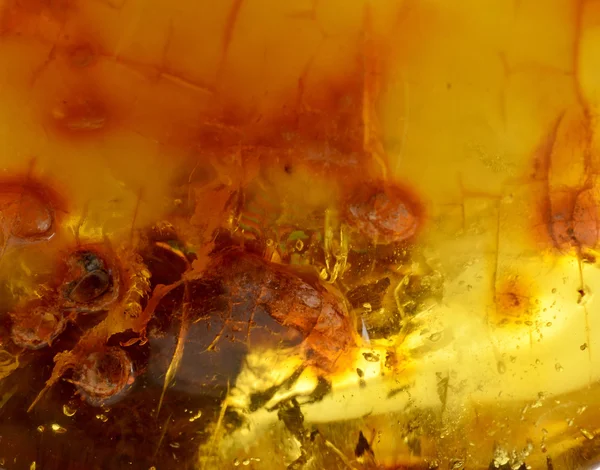 Baltık amber, reçine kesimleri