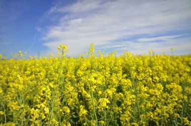 kolza tohumu renkli alan
