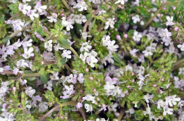 Thymus vulgaris / Common Thyme/,