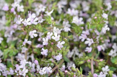 Thymus vulgaris / Common Thyme/