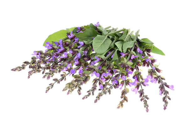 Clary Sage (Salvia sclarea) isolated