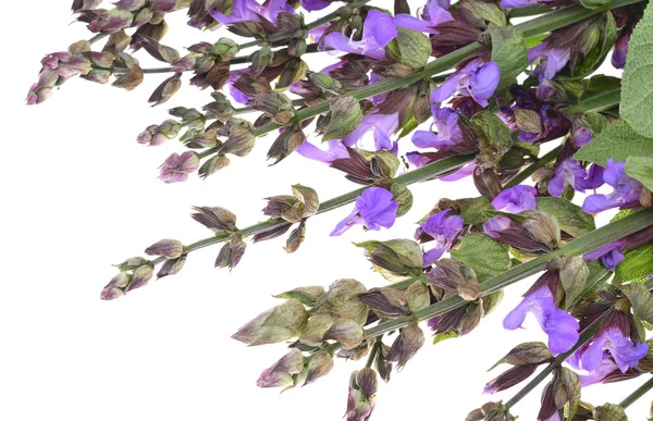 Salbei (Salvia sclarea) isoliert — Stockfoto