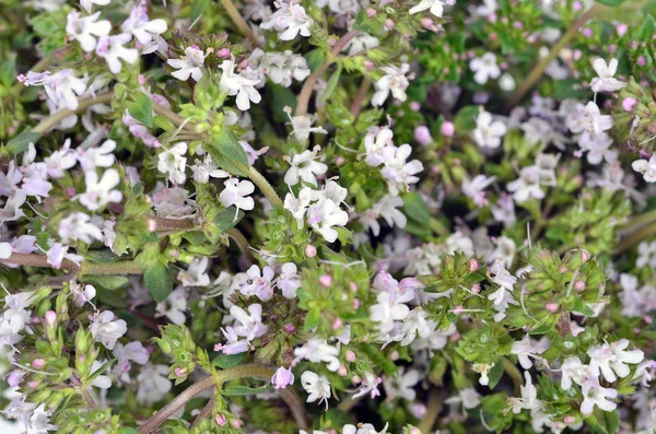 Thymus vulgaris / Common Thyme/, — Zdjęcie stockowe