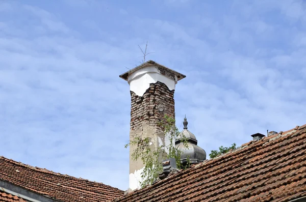 Growing on abandoned buildings — Stock Photo, Image