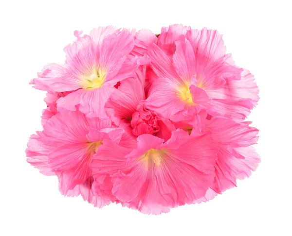 Όμορφη διακόσμηση λουλούδια hollyhock — Φωτογραφία Αρχείου