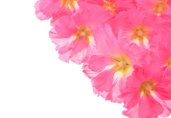 Piękne zdobienia kwiaty hollyhock — Zdjęcie stockowe