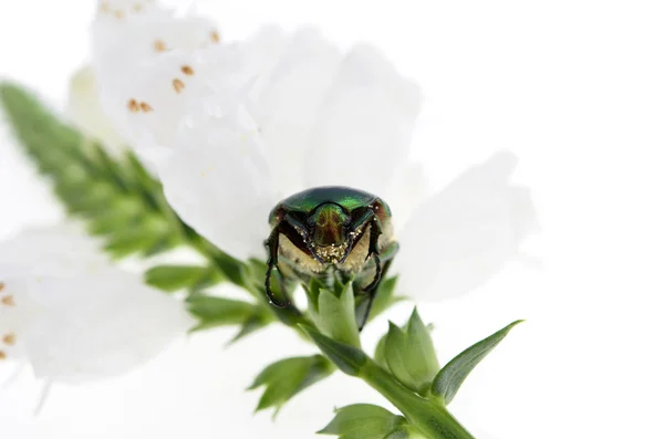 Escarabajo verde sentado —  Fotos de Stock