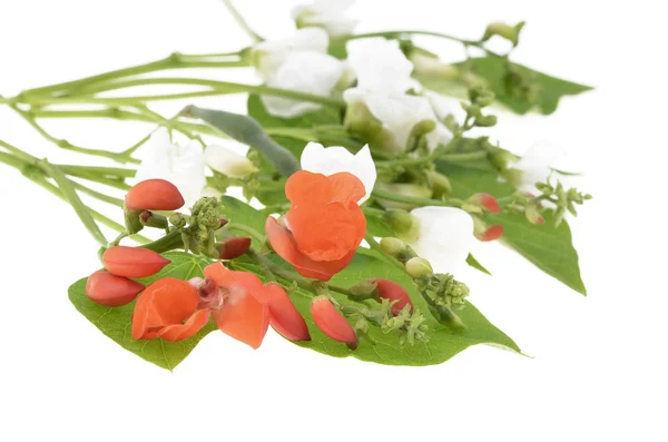 Fasola wielokwiatowa kwiaty — Zdjęcie stockowe