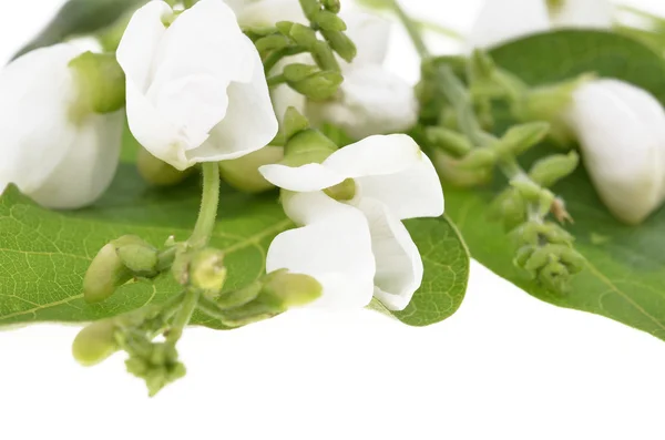 Runner bönor blommor — Stockfoto