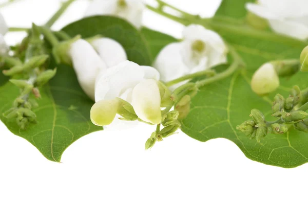 Runner bean flowers — Stock Photo, Image