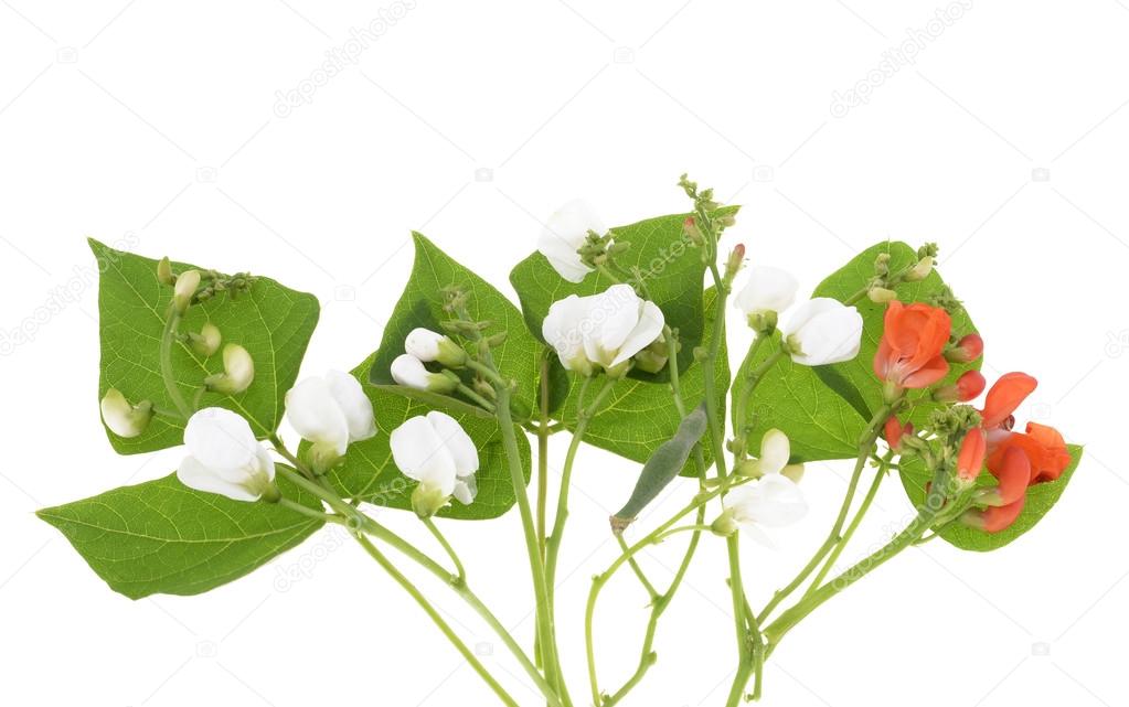 Runner bean flowers Stock Photo by ©iluziaa 119456014