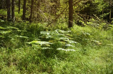 çam ormanı içinde 