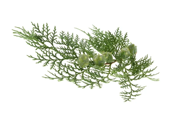 Branch of juniper  with berries — Stock Photo, Image