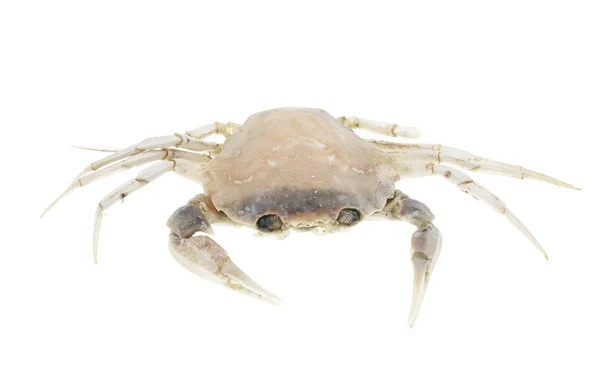 Skeleton dead crab — Stock Photo, Image