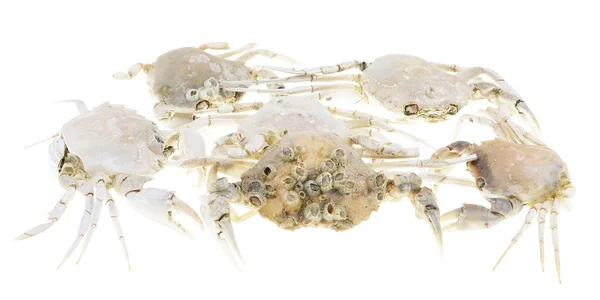 Skeleton dead crab — Stock Photo, Image