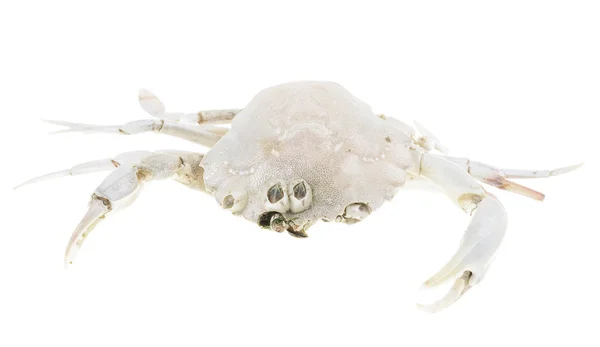 Skelett död krabba — Stockfoto