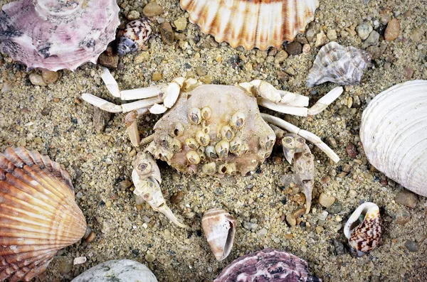 Skeleton dead crab — Stock Photo, Image