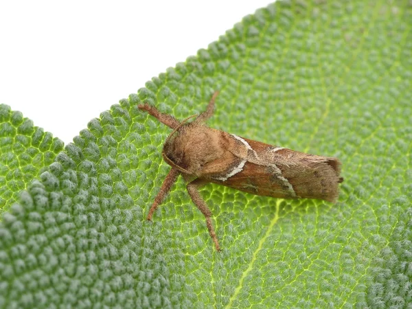 Moth. nattfjäril — Stockfoto