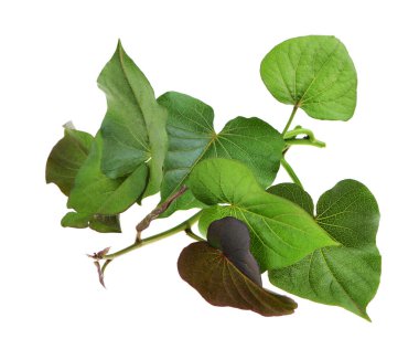 İzole edilmiş beyaz arka planda tatlı patates yaprakları