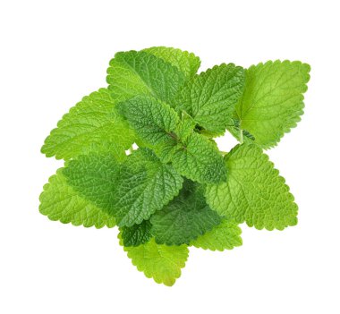 Melissa officinalis 'in taze yeşil yaprağı, beyaz arka planda izole edilmiş.