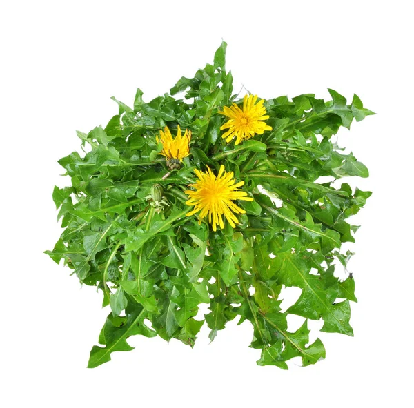 Maskros Taraxacum Med Bladen Och Roten Isolerad Vit Bakgrund Selektiv — Stockfoto