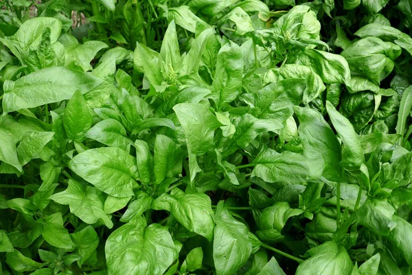 Frische Spinatblätter Wachsen Gemüsegarten Spinacia Olerace — Stockfoto