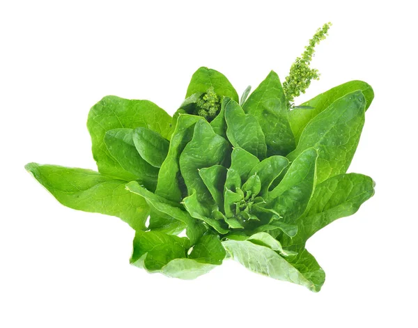 Frische Spinatblätter Spinacia Auf Einem Isolierten Weißen Hintergrund — Stockfoto