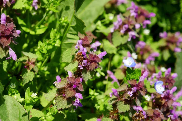 Konsystencja Tła Wielu Kwiatów Martwej Pokrzywy Purpurowej Zbliżenie Lamium Purpureum — Zdjęcie stockowe