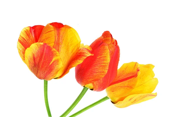 Цветные Тюльпаны Изолированы Белом Фоне — стоковое фото