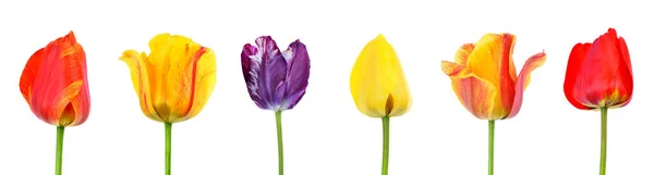 Multicolored Tulips Isolated White Background — Stock Photo, Image