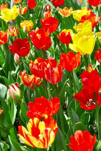 Bunte Tulpen Auf Weißem Hintergrund — Stockfoto