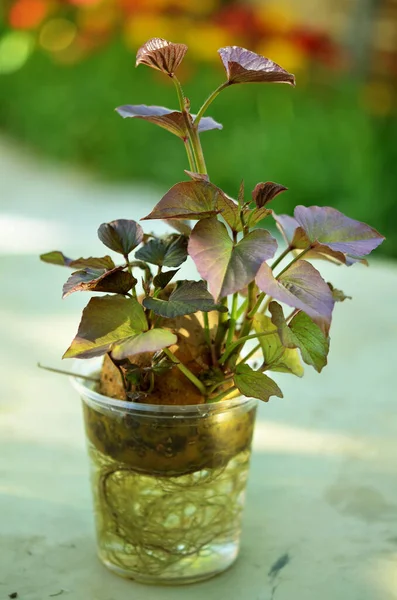 Germinated Growing Sweet Potato Ipomoea Batatas Shoots Selective Focus — Stock Photo, Image