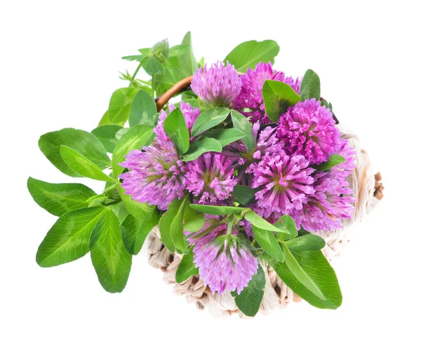 Läkemedel Växt Röd Klöver Trifolium Pratense Blomma Och Blad Isolerade — Stockfoto