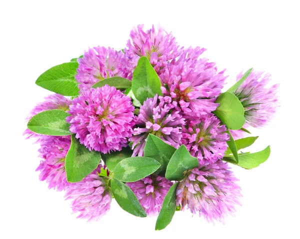 Läkemedel Växt Röd Klöver Trifolium Pratense Blomma Och Blad Isolerade — Stockfoto