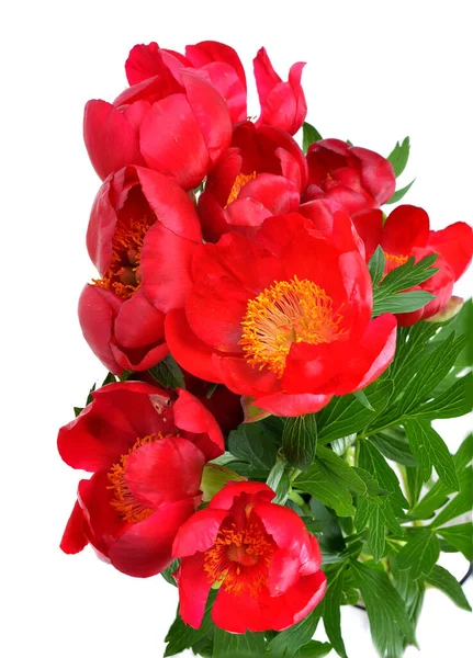 Czerwone Dzikie Piwonie Kwiat Dziko Rosnącej Paeonia Tenuifolia — Zdjęcie stockowe
