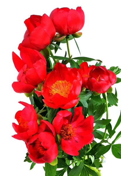 Red Wild Peonies Flower Wild Growing Paeonia Tenuifolia — Stock Photo, Image