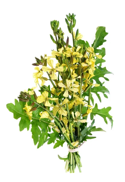Νωπά Φύλλα Ρόκα Κίτρινα Άνθη Ρόκα Απομονωμένο Λευκό Φόντο — Φωτογραφία Αρχείου