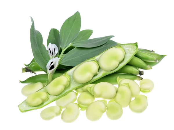 Vicia Faba Fave Fagioli Baccelli Fondo Bianco Isolato — Foto Stock