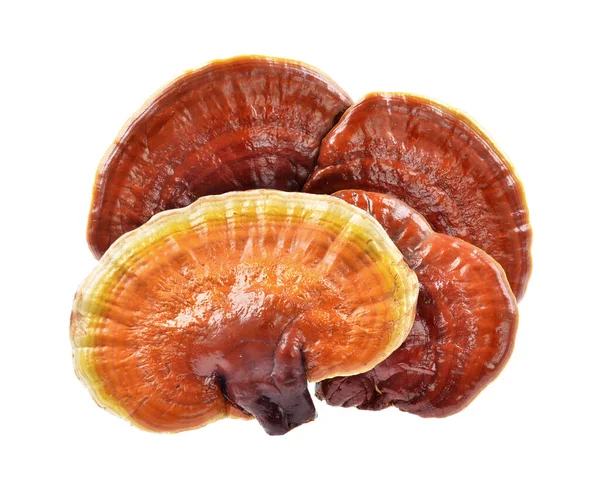 Ganoderma Lucidum Isolato Sfondo Bianco Focus Selettivo — Foto Stock