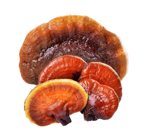 Ganoderma Lucidum Aislado Sobre Fondo Blanco Enfoque Selectivo —  Fotos de Stock