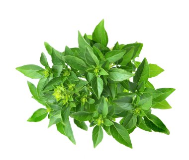 İzole edilmiş beyaz arka planda taze fesleğen.