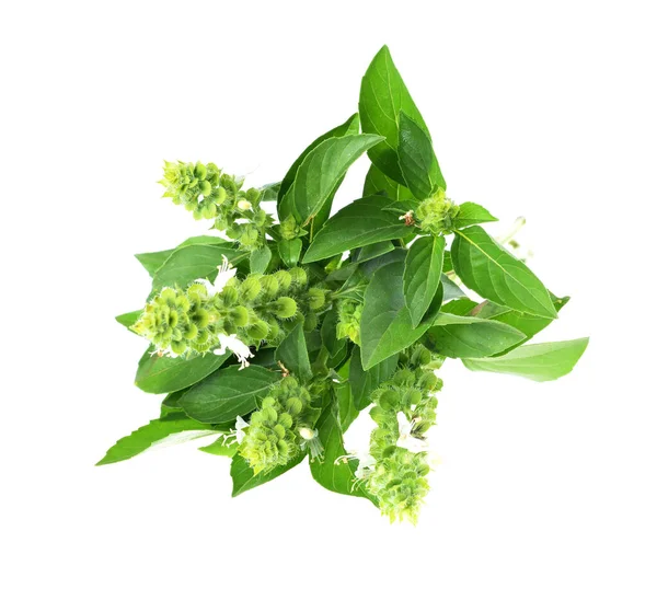 Bouquet Fresh Basil Isolated White Background — Stock Photo, Image