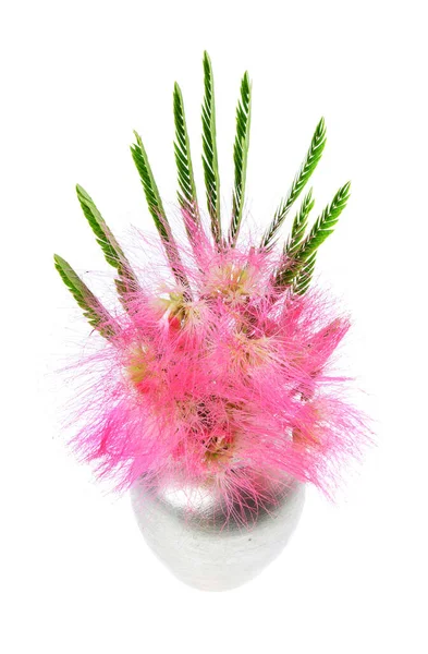 Bouquet Mimosa Albizia Julibrissin Fogliame Fiori Vaso Isolato Fondo Bianco — Foto Stock