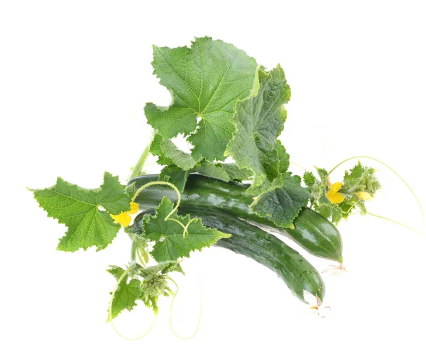 Pepino Verde Fresco Com Folha Flor Vegetais Naturais Alimentos Orgânicos — Fotografia de Stock