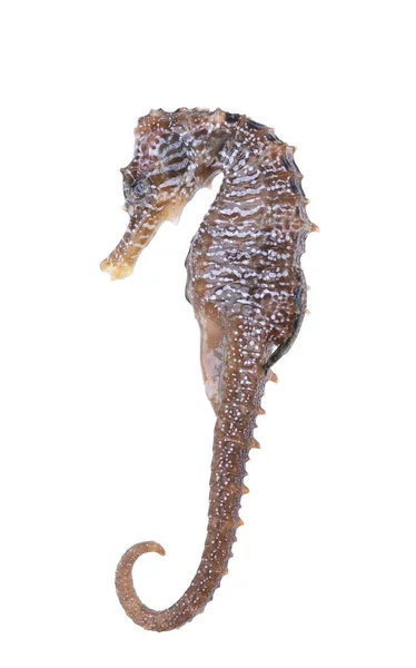 Close Brown Dead Seahorse Hippocampus Isolated White Backgroun — Stock Photo, Image